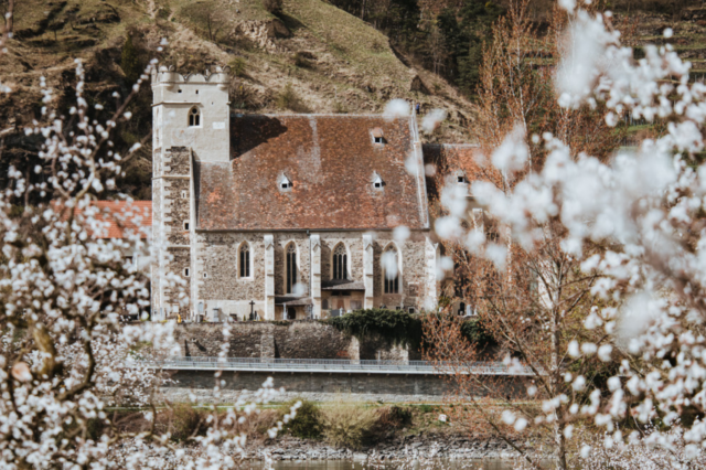 Historische Kirche in der Wachau, umrahmt von blühenden Marillenbäumen. Im Vordergrund strahlen zarte weiße Blüten der Marillenbäume, während im Hintergrund eine malerische Kirche aus Stein mit einem roten Ziegeldach in die idyllische Hügellandschaft der Wachau eingebettet ist. Die Szene wirkt frühlingshaft und romantisch, mit sanften Hügeln und Weinbergen im Hintergrund.