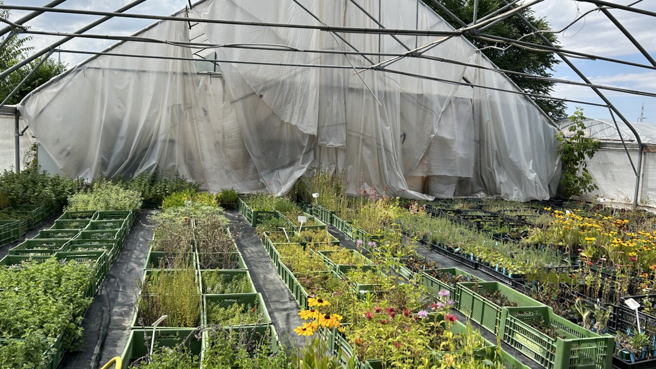 Soziale Landwirtschaft Marchfeld Pflanzen