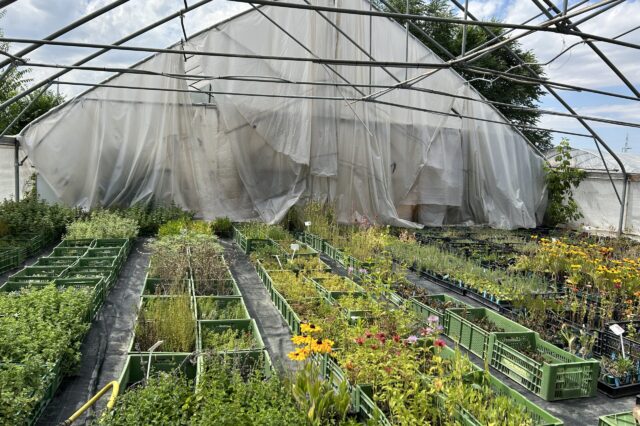 Soziale Landwirtschaft Marchfeld Pflanzen