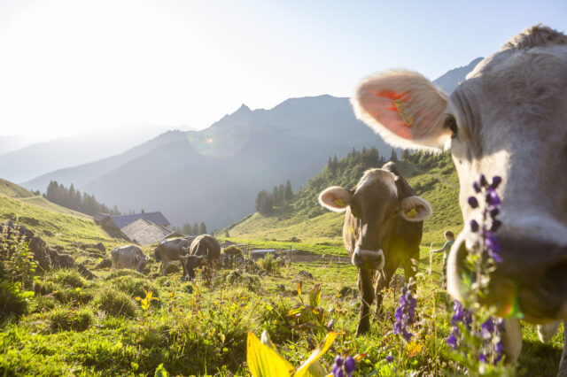Kühe und grüne Wiesen auf der Alpe Latschätz