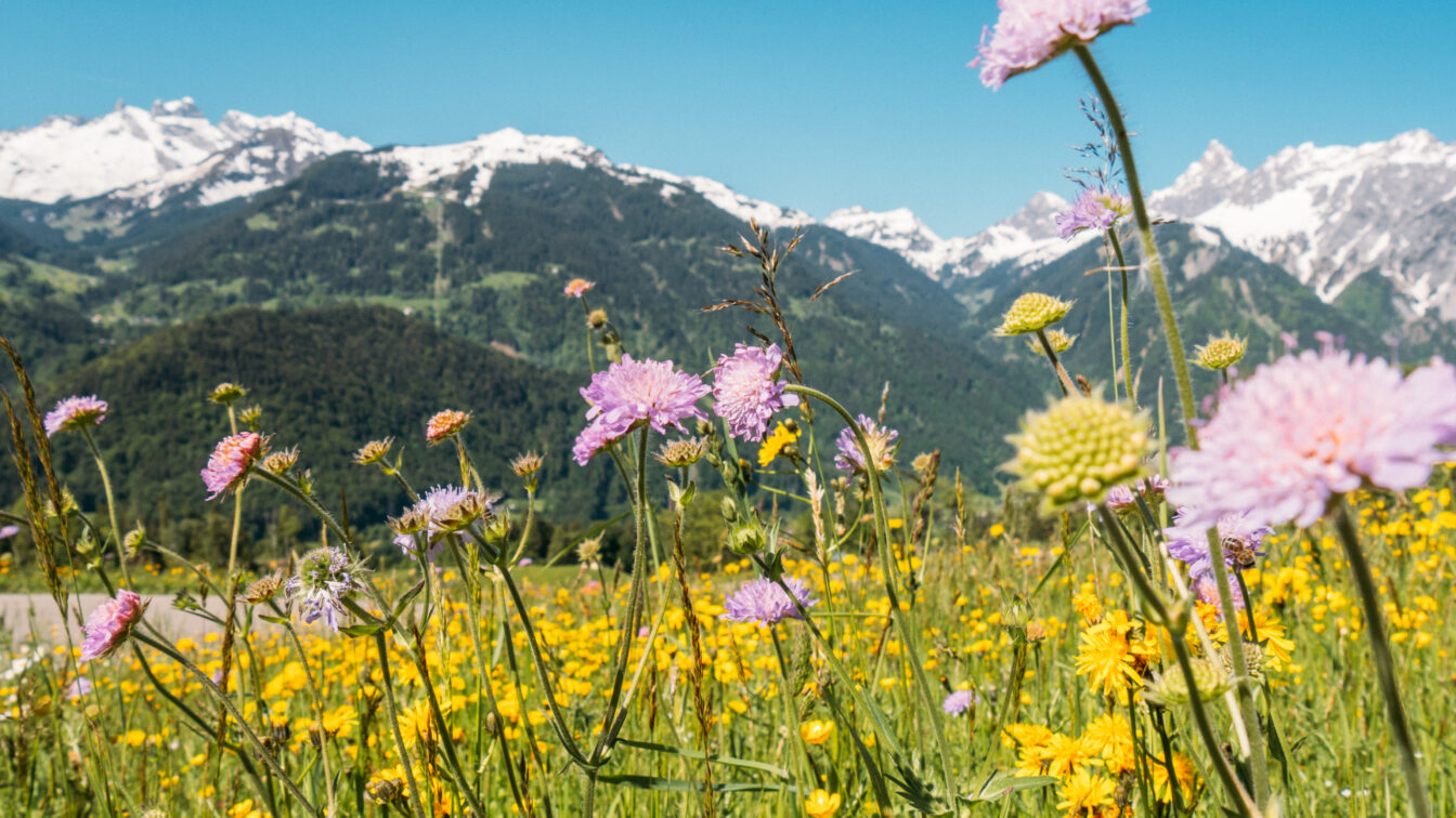 Bunte Blumenwiese mit Berggipfeln im Hintergrund in Montafon, Vorarlberg