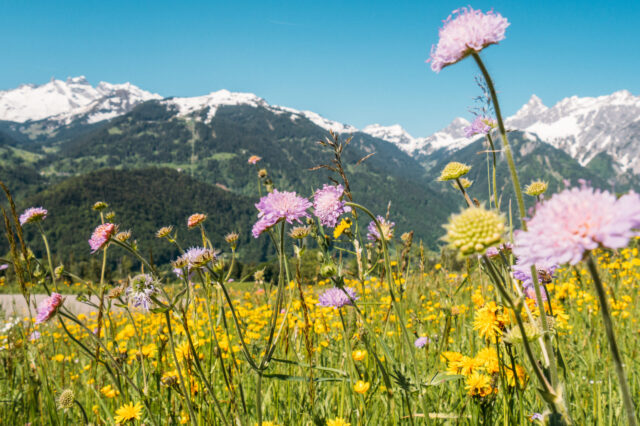 Bunte Blumenwiese mit Berggipfeln im Hintergrund in Montafon, Vorarlberg