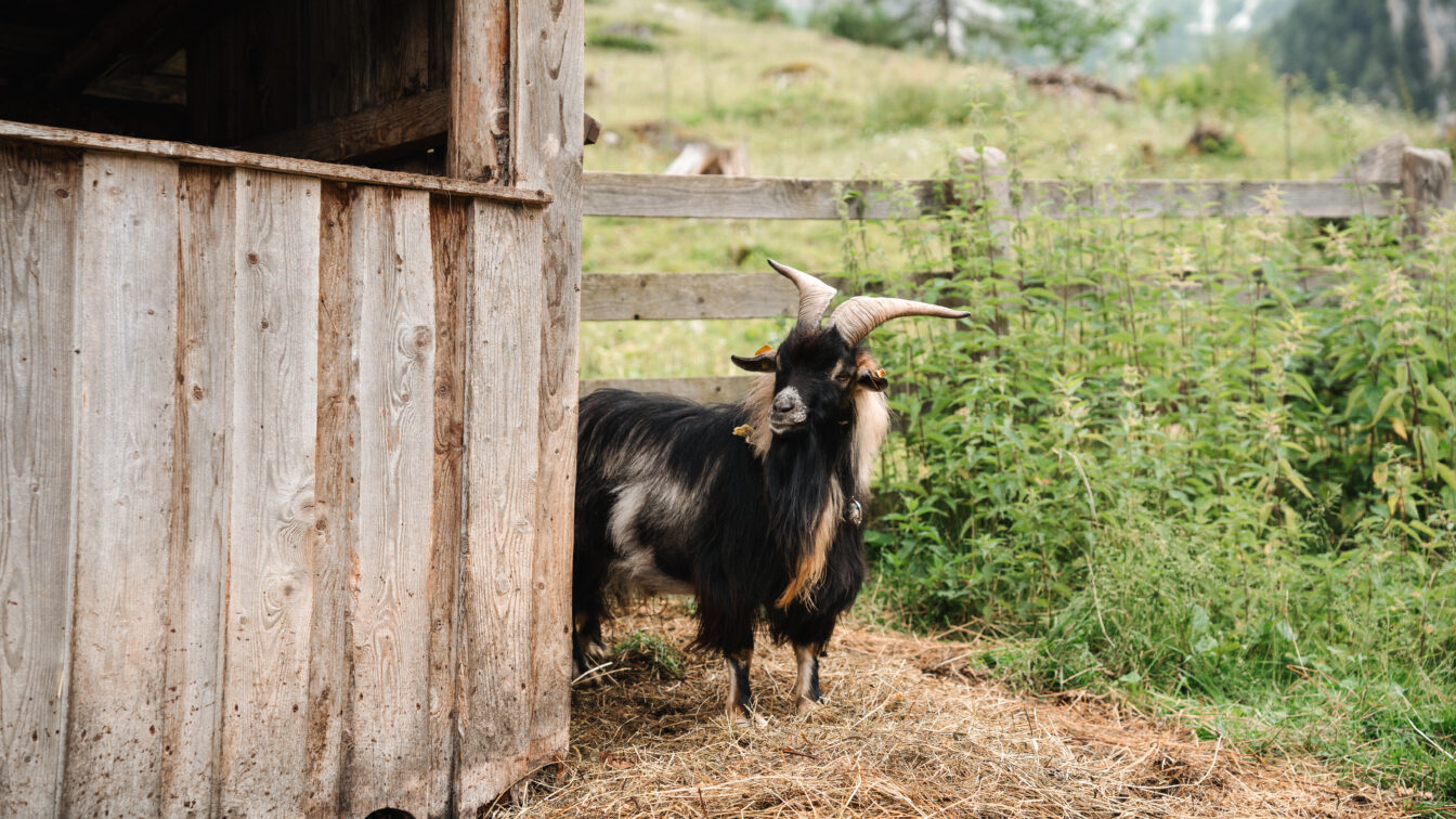 Mähender Ziegenbock