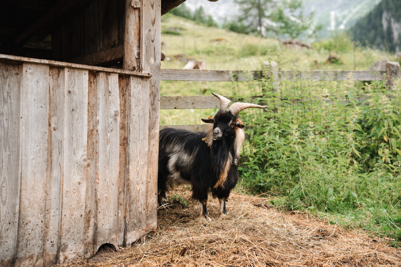 Mähender Ziegenbock