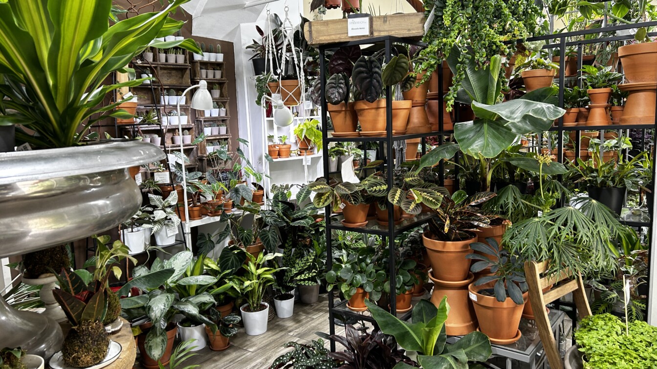 Stielreich Pflanzen Workshops Wien