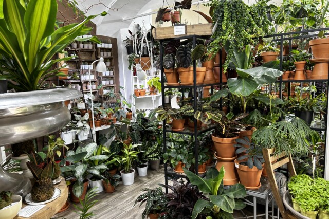 Stielreich Pflanzen Workshops Wien