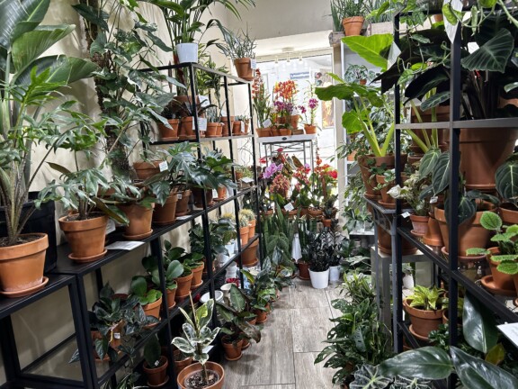 Stielreich Pflanzen-Workshops