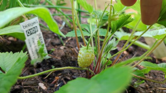 Erdbeere Beet Pflanze