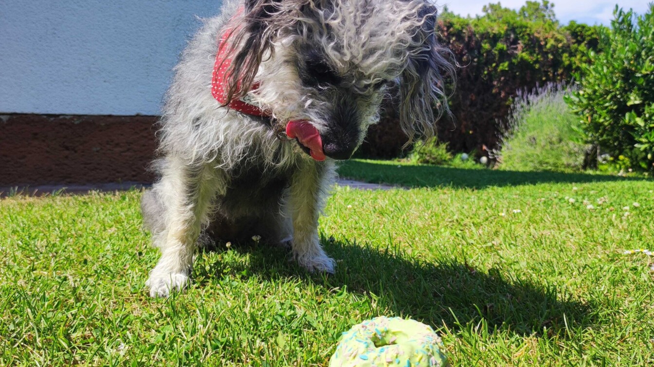hundefreundliche Lokale Wien