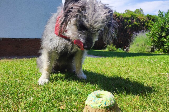 hundefreundliche Lokale Wien