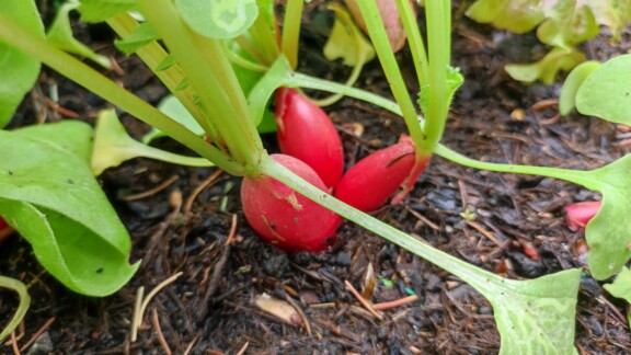 Gemüse Pflanzen Beet