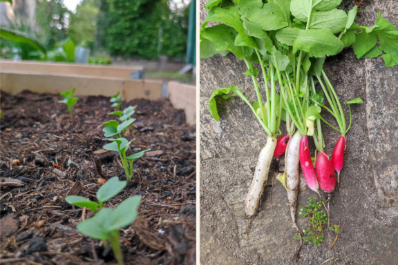 Radieschen Garten Gemüsebeet