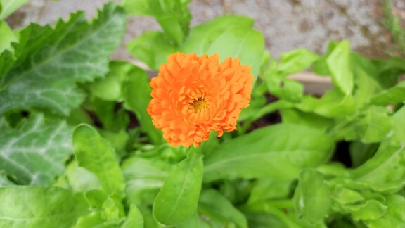 Ringelblume Beet Mischkultur