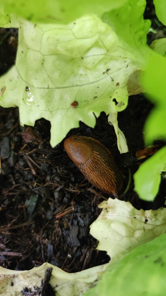 Schecken Salat Gemüsebeet