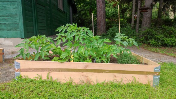 Tomaten Gemüse Beet