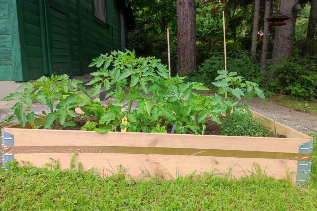 Tomaten Gemüse Beet