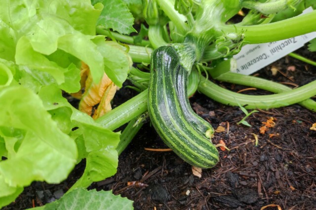 Gemüse Zucchini Hausmittel