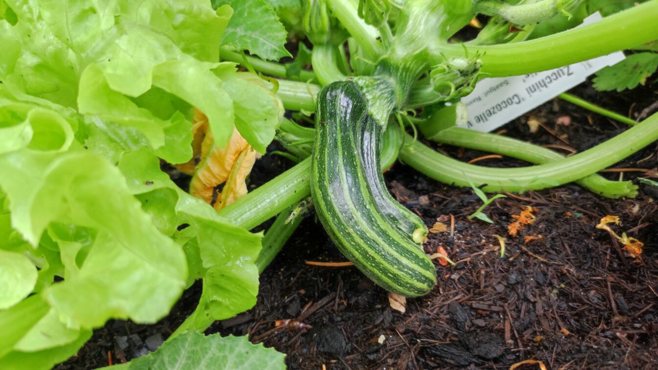 Gemüse Zucchini Hausmittel