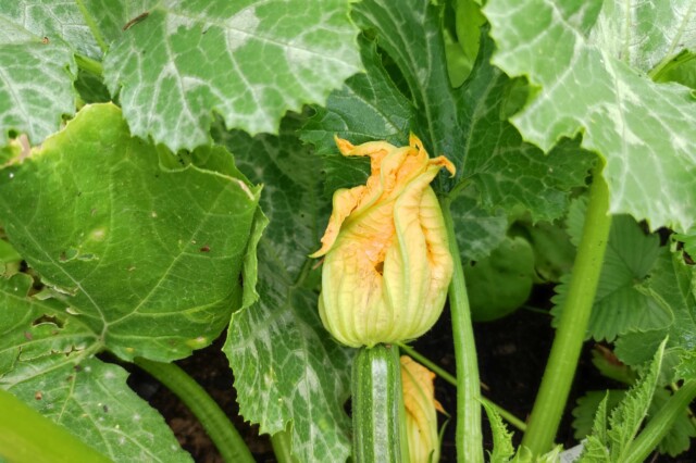 Zucchini Blüte Gemüsebeet