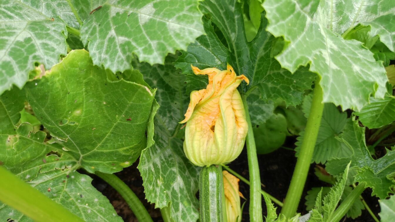 Zucchini Blüte Gemüsebeet
