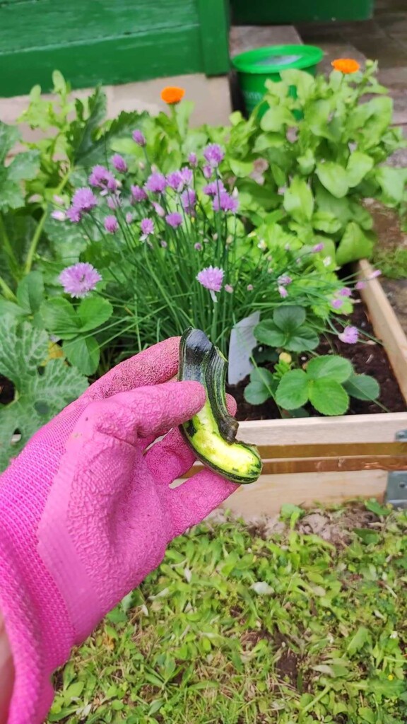 Zucchini Schnecke Gemüsebeet