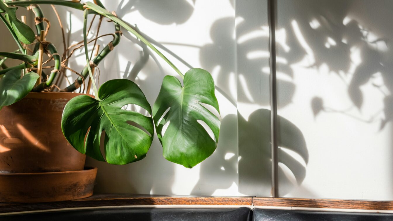 Monstera Zimmerpflanze