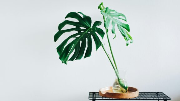 Monstera Ableger