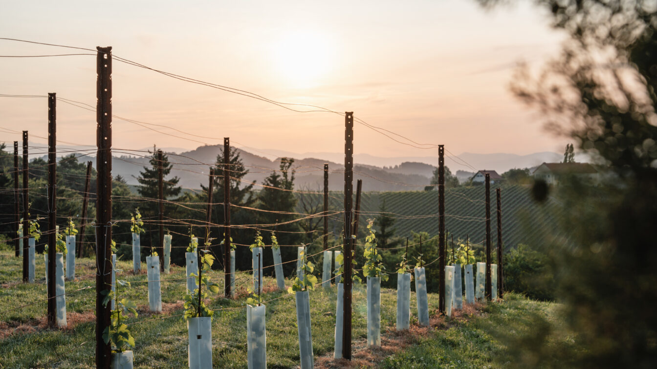 Weinreben bei Sonnenuntergang