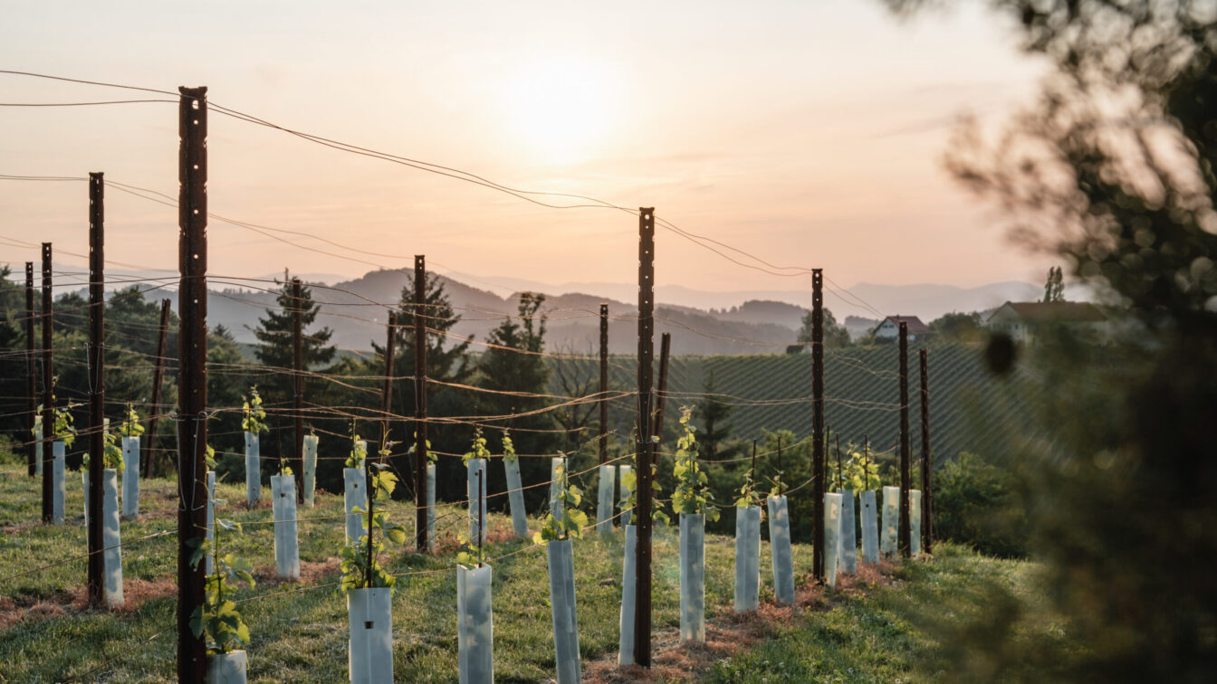 Weinreben bei Sonnenuntergang