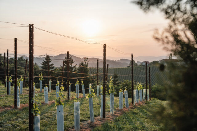 Weinreben bei Sonnenuntergang