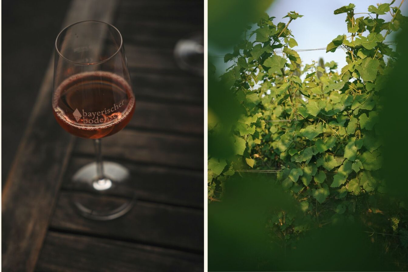 Rosé und Weinreben so weit das Auge reicht beim Weingut Schmidt in der bayerischen Bodenseeregion.