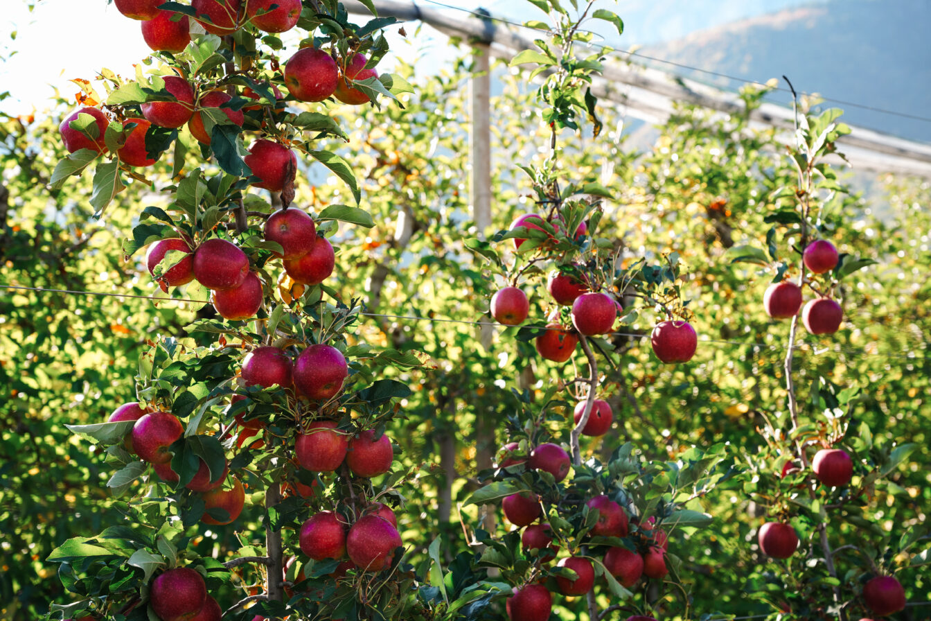 Reisetrends 2026: Äpfel Südtirol  in einem Hain