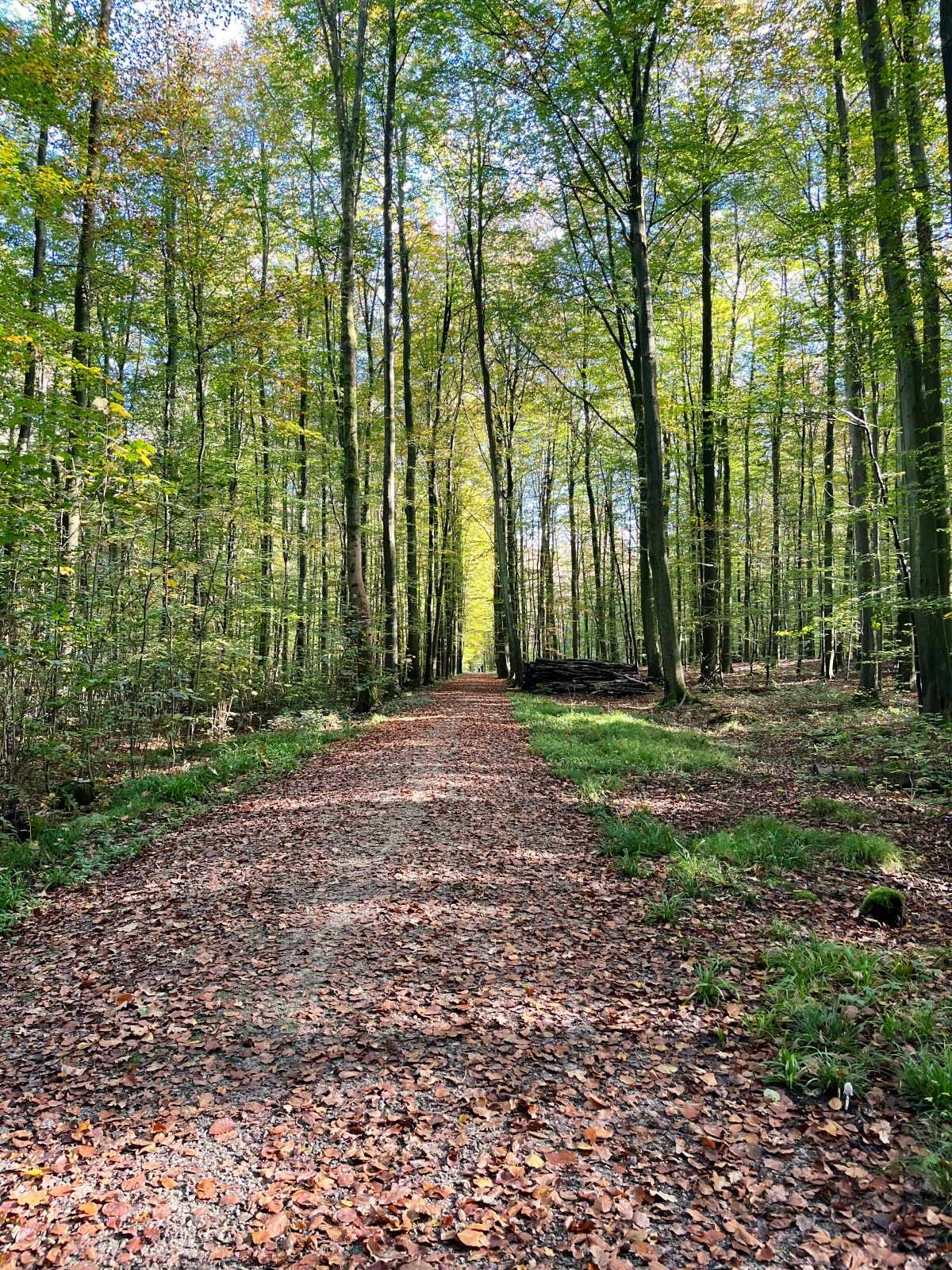 Foret de Soignes Brüssel