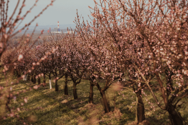 Marillenblüte in Angern in der Wachau (c) Katharina Tesch | 1000things