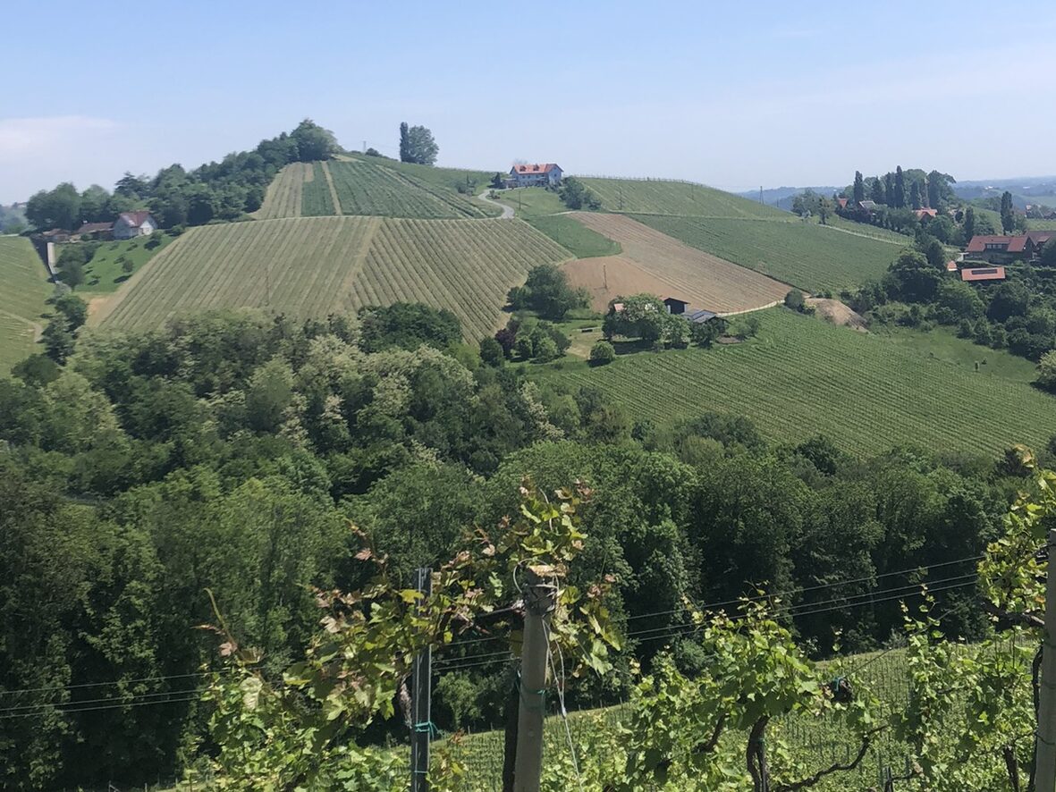 Weinwandern Steiermark
