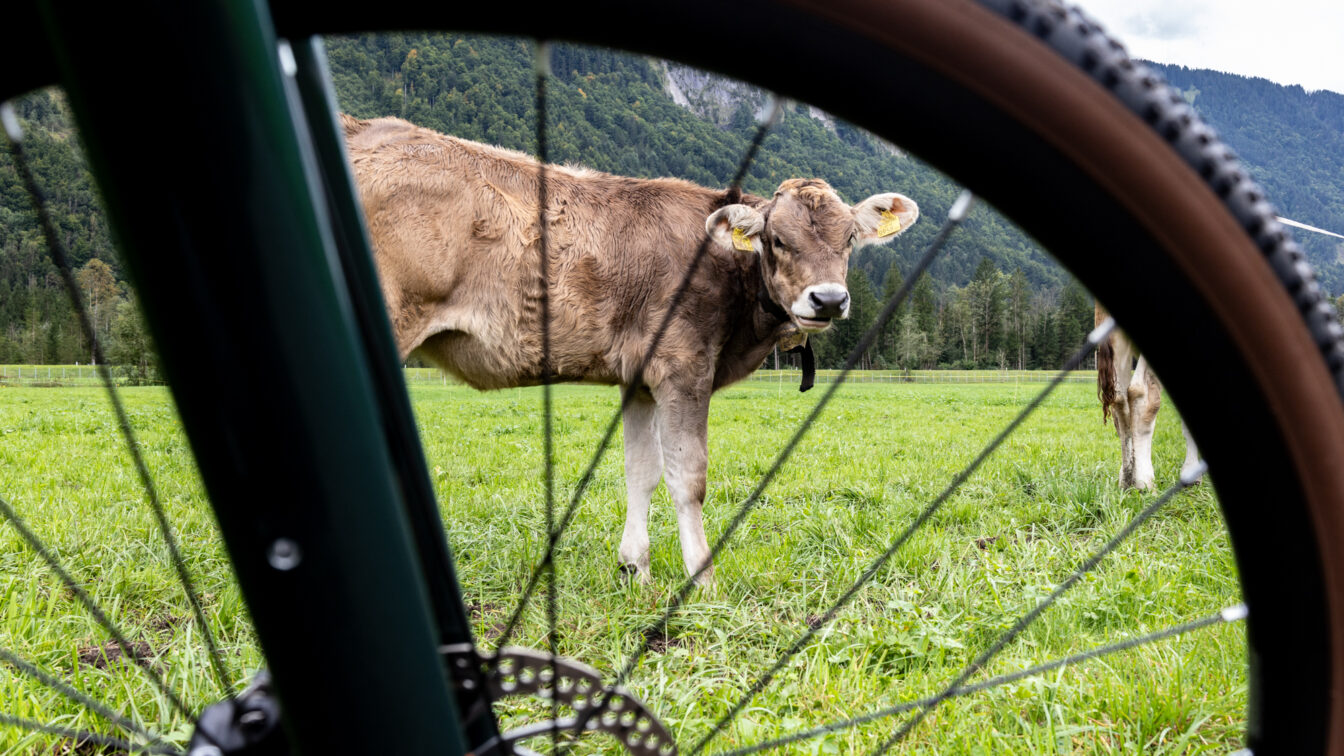 Ein Fahrrad auf einer Fahrradtour durch Europa, dahinter sieht man eine Kuh durch das Rad schauen