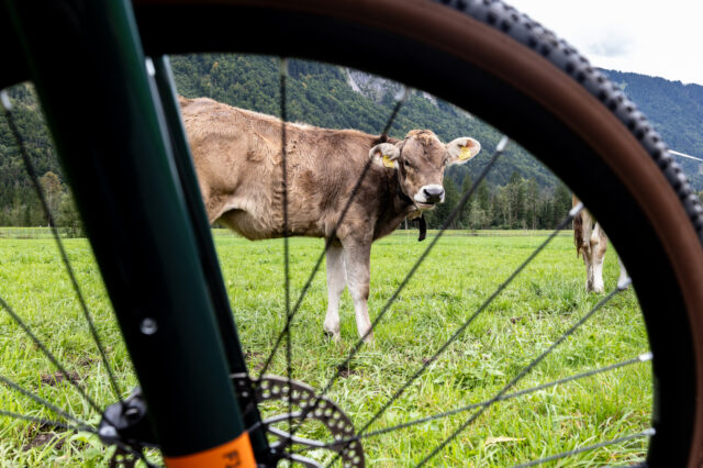 Ein Fahrrad auf einer Fahrradtour durch Europa, dahinter sieht man eine Kuh durch das Rad schauen