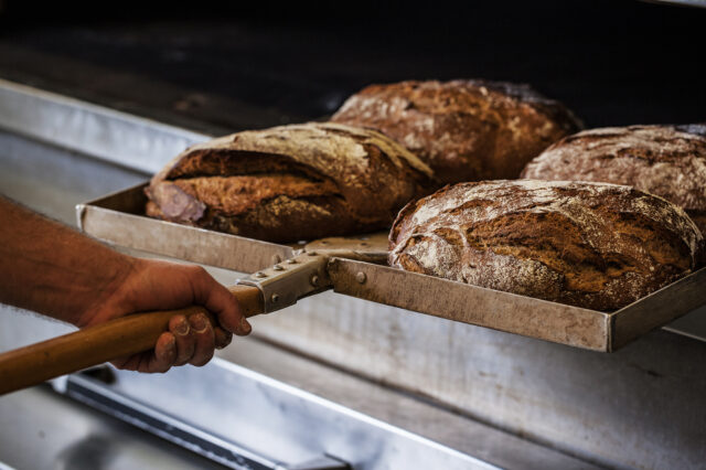 Frisch gebackene Laibe Brot, die gerade aus dem Ofen geholt werden.