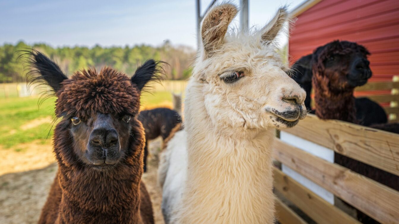 Alpaka- und Lama-Wanderungen in Wien (Symbolbild von 2 Lamas)