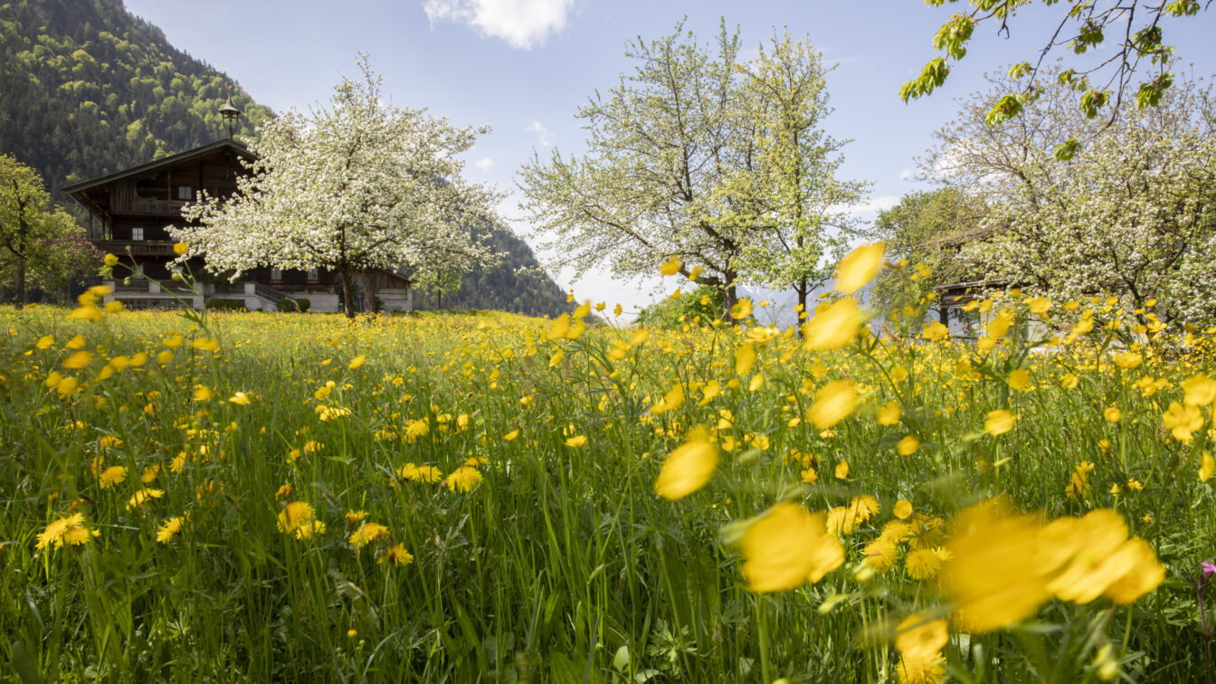 Eine blühende Frühlingswiese mit gelben Butterblumen vor einem traditionellen Bauernhaus in einer idyllischen Alpenlandschaft. Im Hintergrund sind grüne Hügel und blühende Obstbäume zu sehen, während der Himmel blau mit vereinzelten weißen Wolken ist