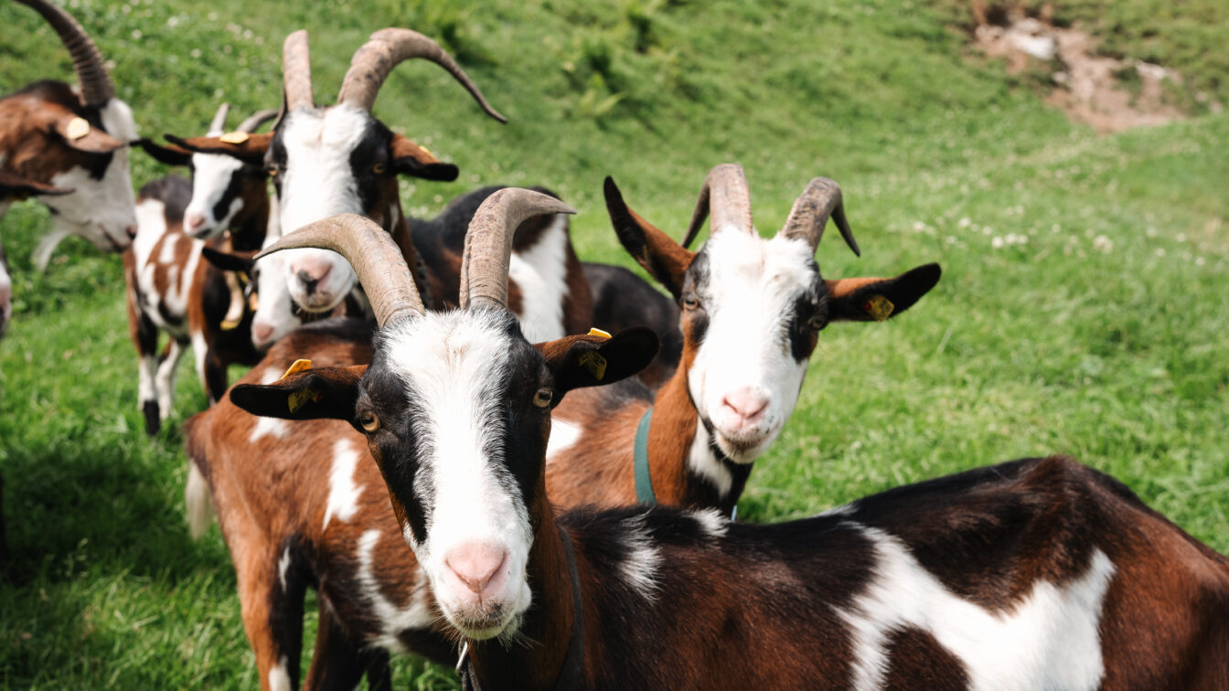 Ziegen auf der Alm in Flachau