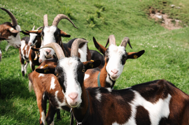 Ziegen auf der Alm in Flachau