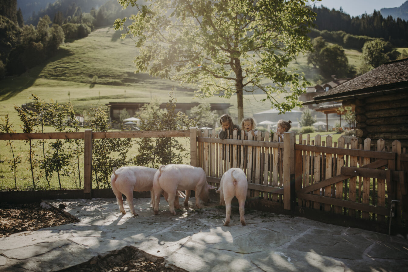 Kinder beobachten Schweine im Streichelzoo eines familienfreundlichen Hotels in den österreichischen Alpen – Urlaub am Bauernhof mit Naturerlebnis und Tierkontakt im Sommer