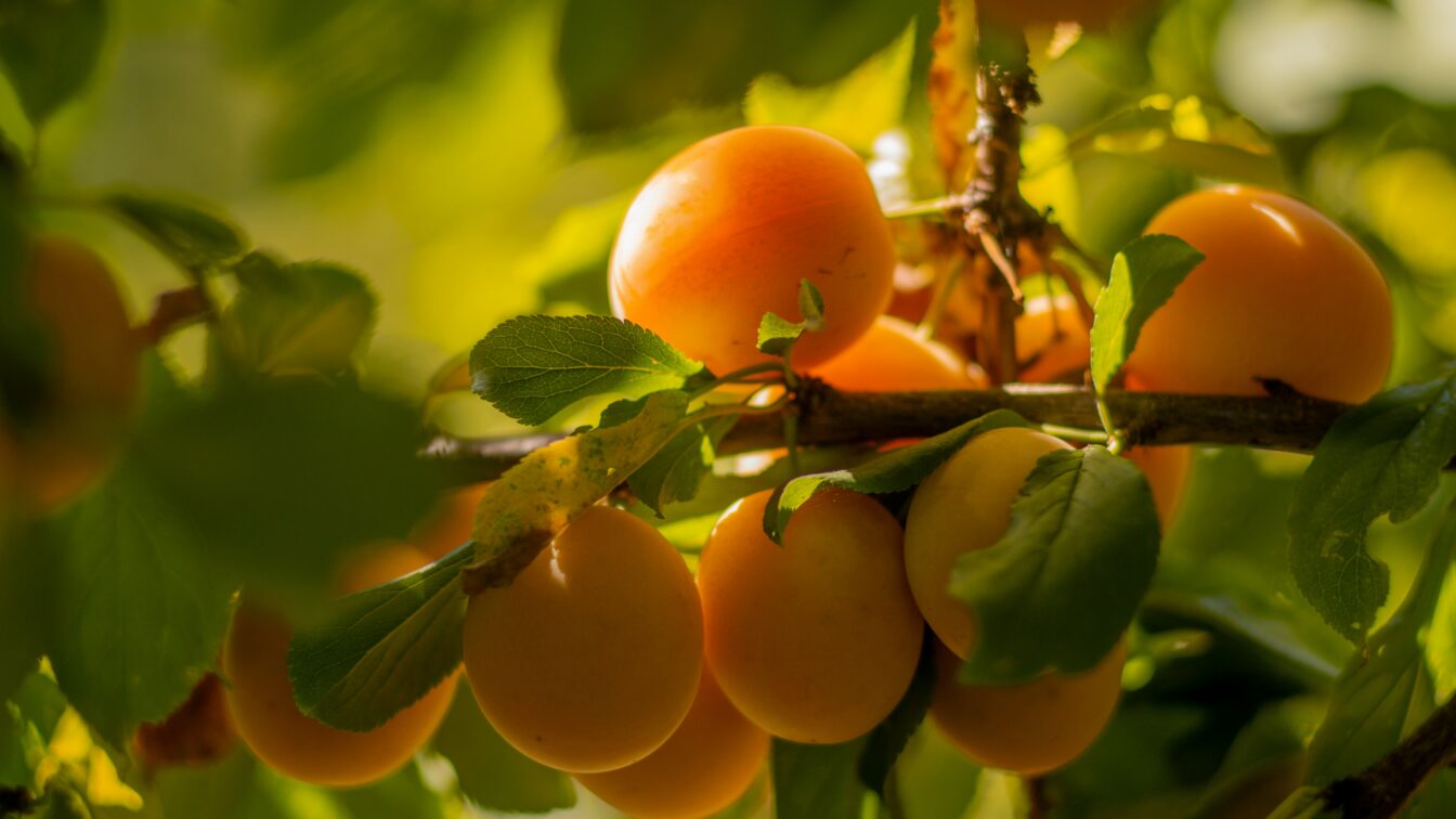Ein Ast voller Marillen in der Sonne.