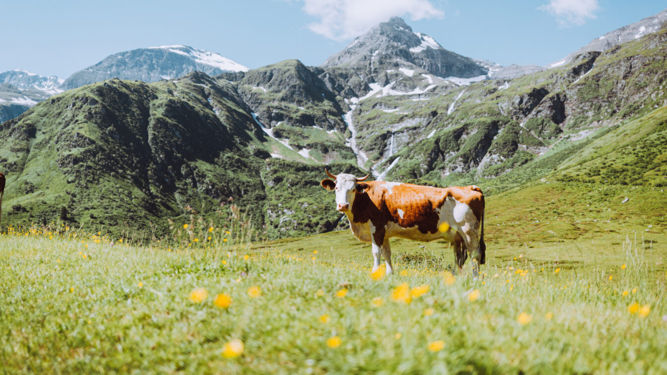 Kuh auf blühender Almwiese vor beeindruckendem Alpenpanorama im Salzburger Land – idyllische Sommerlandschaft mit grünen Bergen, Schneefeldern und klarer Bergluft in Österreich.