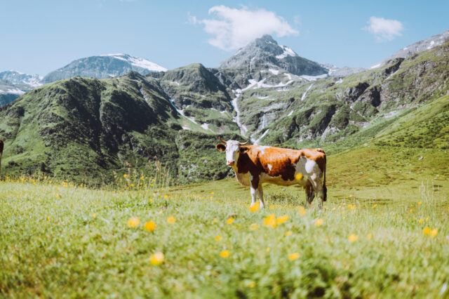 Kuh auf blühender Almwiese vor beeindruckendem Alpenpanorama im Salzburger Land – idyllische Sommerlandschaft mit grünen Bergen, Schneefeldern und klarer Bergluft in Österreich.