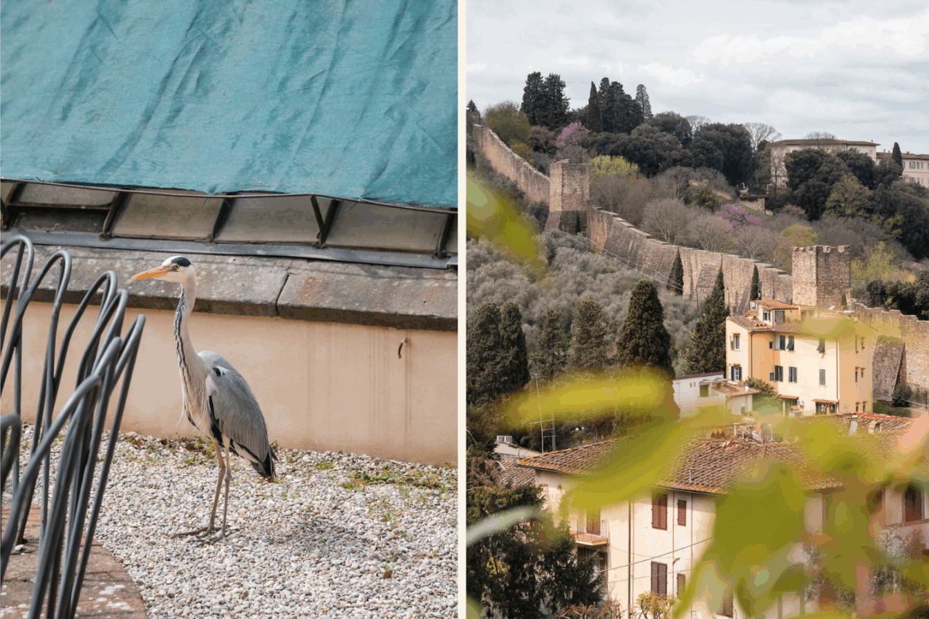 Eine Collage aus dem Giradino delle Rose in Florenz mit Kranich und Blick auf die Stadtmauer.