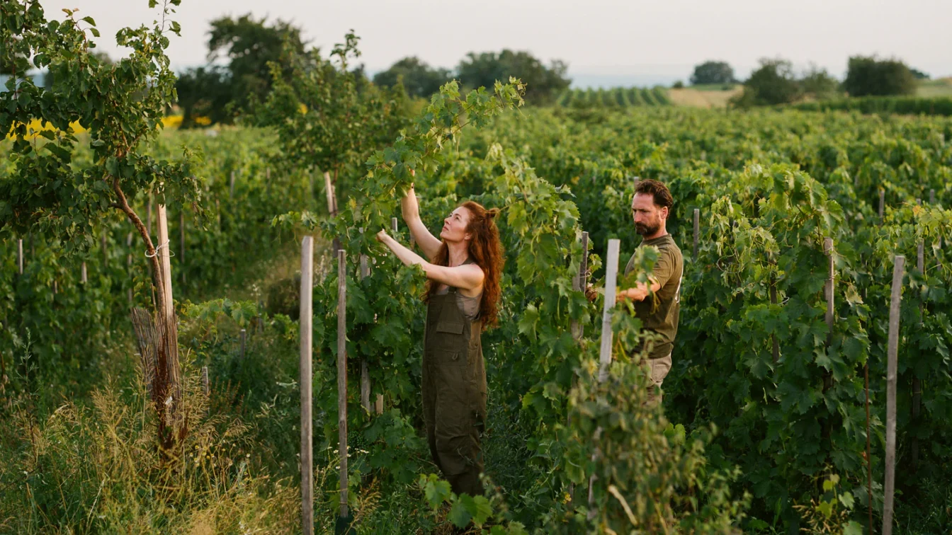 Zwei Personen bei der Weinlese in Österreich.