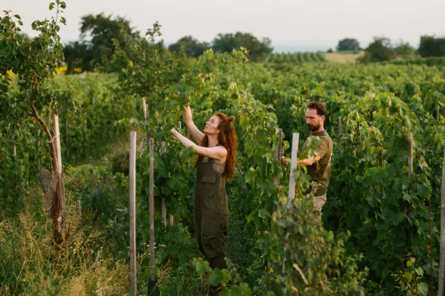 Zwei Personen bei der Weinlese in Österreich.
