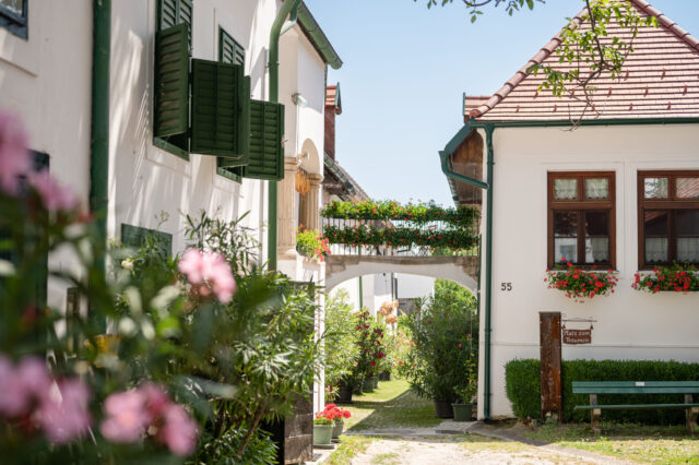 Das Heimathaus Mörbisch von außen mit rosa Blumen im Vordergrund